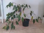 Ficus benjamina, Ficus, En pot, Moins de 100 cm, Enlèvement