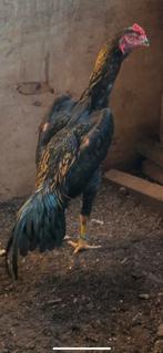 Jonge Shamo-hanen en -hennen van topkwaliteit, Dieren en Toebehoren, Pluimvee, Meerdere dieren