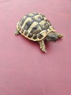 Landschildpadjes 2024, Dieren en Toebehoren, Schildpad, 0 tot 2 jaar