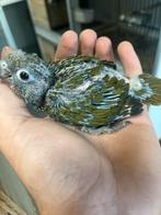 Pyrrhura frontalis/bruinoor mutatie grijsgroen, Dieren en Toebehoren, Vogels | Parkieten en Papegaaien, Meerdere dieren, Parkiet