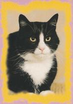 ZWART-WITTE  KAT, Verzamelen, Postkaarten | Dieren, Verzenden, Ongelopen, Hond of Kat