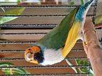 gouldamandine man, Mannelijk, Tropenvogel, Geringd