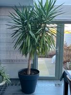 Yucca Elephantipes te koop, Tuin en Terras, Halfschaduw, Overige soorten, 100 tot 250 cm, Ophalen