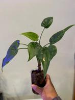 Alocasia Cucullata Variegated, Ophalen