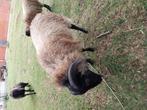 Quessant schaapjes,  bokjes, Dieren en Toebehoren, Schapen, Geiten en Varkens