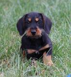 Teckel pup Black & tan Lang/ruwhaar, België, Reu, CDV (hondenziekte), 8 tot 15 weken