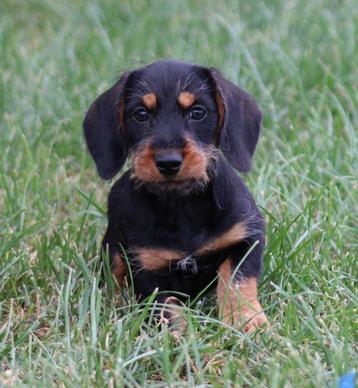 Chiot teckel noir et beige à poils longs et rêches, Chien (mâle), Belgique, Poils durs, 8 à 15 semaines