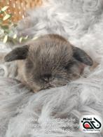 Baby minilop lapin femelle (transport possible), Animaux & Accessoires, Femelle, Nain, Oreilles tombantes, 0 à 2 ans