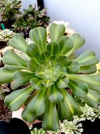 Aeonium athena, Enlèvement ou Envoi