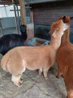Te koop 'kudde alpaca's 'wegens stopzetting hobby, Dieren en Toebehoren, Maart, Meerdere dieren
