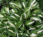 Hosta planten, Ophalen