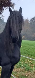 Friese hengst, Dieren en Toebehoren, Paarden, Hengst, 160 tot 165 cm, Gechipt, 7 tot 10 jaar