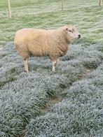 schapen bok, Dieren en Toebehoren, Mannelijk, Schaap, 0 tot 2 jaar