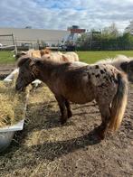 Te koop 17 jarige appaloosa merrie, Animaux & Accessoires, Poneys