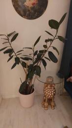 Grote kamer plant in roze pot, Huis en Inrichting, Kamerplanten, Ophalen, 100 tot 150 cm, Palm, In pot