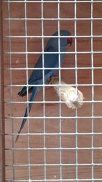 Halsband parkiet 2025, Dieren en Toebehoren, Vogels | Parkieten en Papegaaien, Parkiet, Geringd