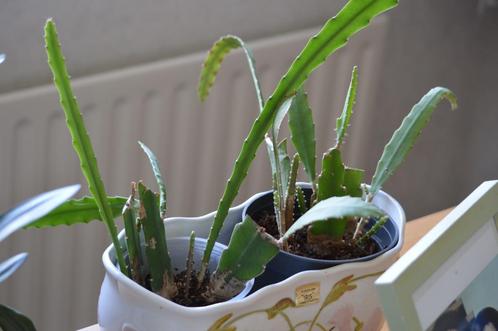 Epiphyllum / jonge planten gestekt / bloemen in het voorjaar, Huis en Inrichting, Kamerplanten, Bloeiende kamerplant, Halfschaduw