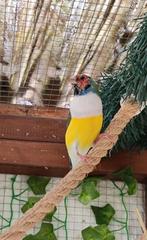 Gouldamandine koppel, Meerdere dieren, Tropenvogel