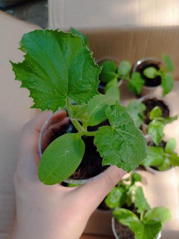 Beith Alpha | Komkommer Planten  beschikbaar voor biedingen