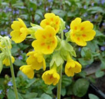 LENTEBLOEIER sleutelbloem / primula, Enlèvement, Plante fixe