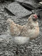 2 legkippen met baard, Dieren en Toebehoren, Pluimvee, Vrouwelijk, Kip