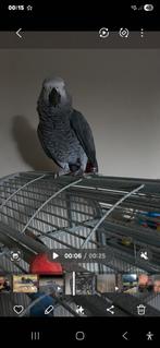 Grijze roodstaart man, Dieren en Toebehoren, Geringd