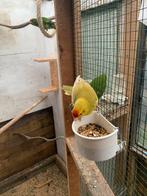 Kakariki, Dieren en Toebehoren, Meerdere dieren, Parkiet, Geringd
