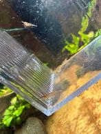 12 tal wildkleur garnaaltjes, Dieren en Toebehoren, Vissen | Aquariumvissen, Vis, Zoetwatervis, Schoolvis