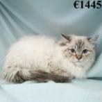 Ragdoll kittens te koop, Dieren en Toebehoren, Katten en Kittens | Raskatten | Langhaar, Meerdere dieren, Gechipt, 0 tot 2 jaar