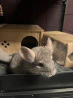 Chinchilla, Dieren en Toebehoren, Knaagdieren, Chinchilla, Januari, Meerdere dieren, Tam