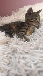 Kitten, Enlèvement ou Envoi