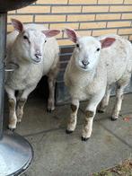2 lammetjes voor €150
