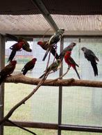 Pennant rosellas, Meerdere dieren, Parkiet, Geringd