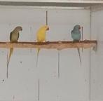 0.1 grote Alexander blauw 21, Dieren en Toebehoren, Geringd