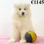 Samoyède - chiots Belges à vendre, Animaux & Accessoires, Commerçant, Autres races, 8 à 15 semaines, Plusieurs