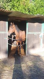 Rijpaatd, Dieren en Toebehoren, Paarden, Merrie