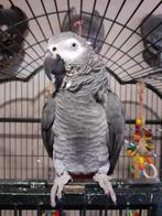 Grijze roodstaart, Dieren en Toebehoren, Vogels | Parkieten en Papegaaien, Mannelijk, Papegaai, Tam