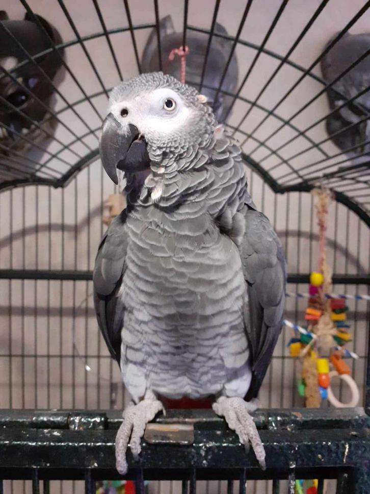 Grijze roodstaart, Dieren en Toebehoren, Vogels | Parkieten en Papegaaien, Papegaai, Mannelijk, Tam