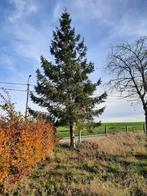 Gratis kerstbomen, Diversen, Kerst, Ophalen