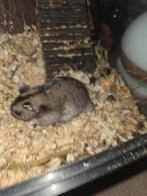 Gratis Dwerg Hamster moet nu weg., Dieren en Toebehoren, April, Vrouwelijk, Hamster