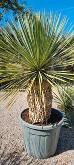 Yucca Rostrata - palmlelie, Tuin en Terras, Ophalen