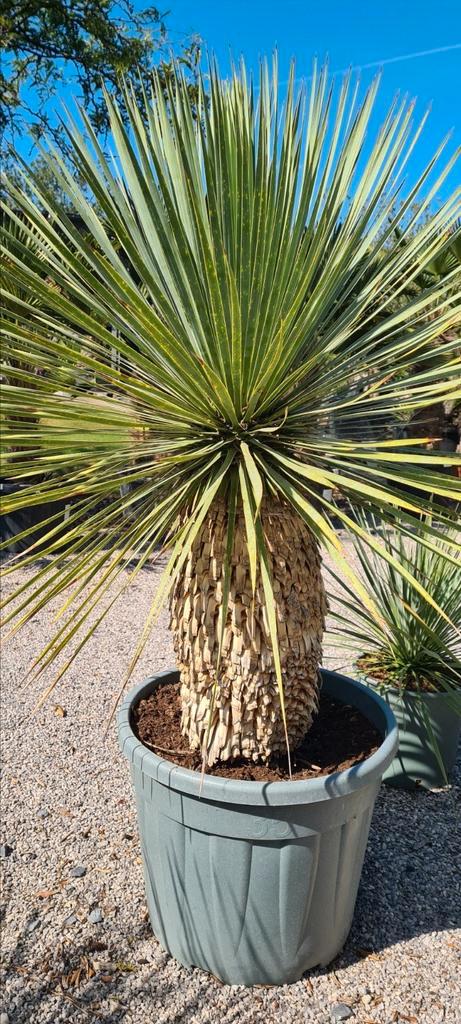 Yucca Rostrata - palmlelie, Tuin en Terras, Planten | Tuinplanten, Ophalen