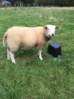 Jonge schapenbok (Franse Texel x swifter)