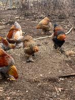 Jonge Brahma ‘s, Dieren en Toebehoren