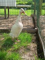 Broedeieren witte Indische loopeenden + eventueel kuikens., Dieren en Toebehoren