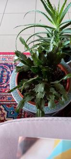 Kerstcactus, Maison & Meubles, Plantes d'intérieur, Cactus, Enlèvement