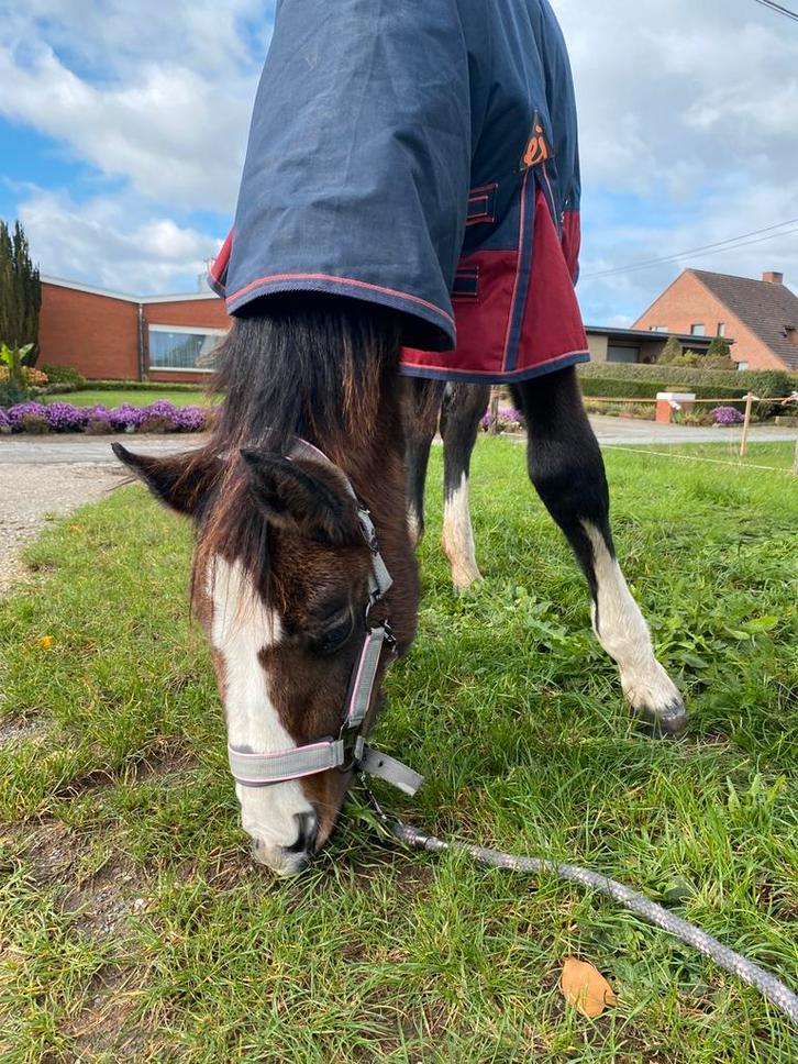 Hengstenveulen, Dieren en Toebehoren, Pony's, Hengst, D pony (1.37m tot 1.48m), 0 tot 2 jaar, Gechipt, Ontwormd, Ingeënt