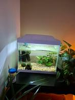 Kleine aquarium voor garnalen, Dieren en Toebehoren, Ophalen