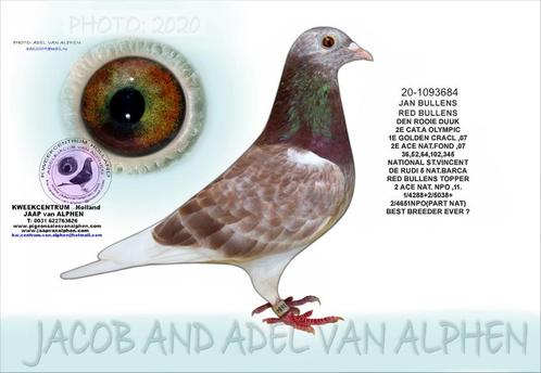 20-1093684  M RED BULLENS  DEN ROOIE DUUK, Dieren en Toebehoren, Vogels | Duiven