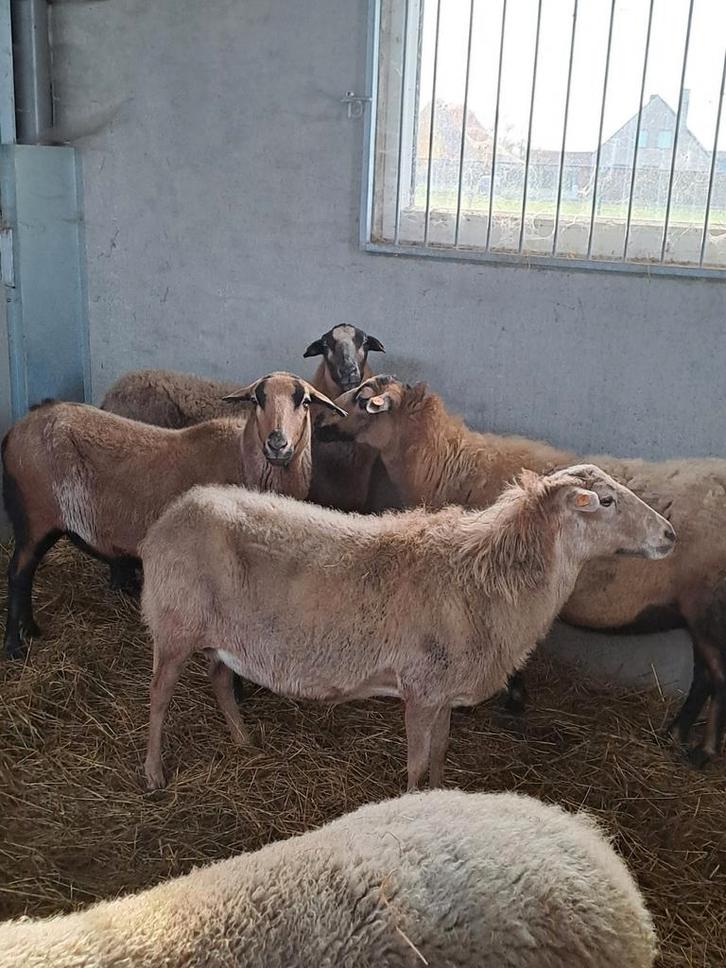 Barbados ooien, Animaux & Accessoires, Moutons, Chèvres & Cochons